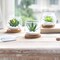 Set of 3 Mini Artificial Succulent Plants in Clear Glass Pots with Bamboo Tray – Realistic Faux Green Desk Plants for Home, Office, Bathroom, Kitchen & Tabletop Decor
